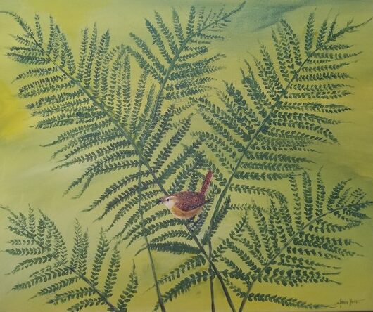 wren on ferns